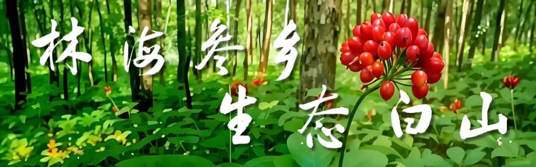 探秘！长白山植物千“种”风情~野大豆